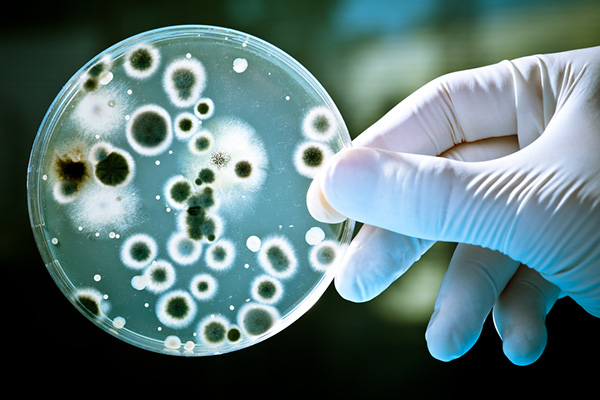 Microbes et microbiologie (vidèo)